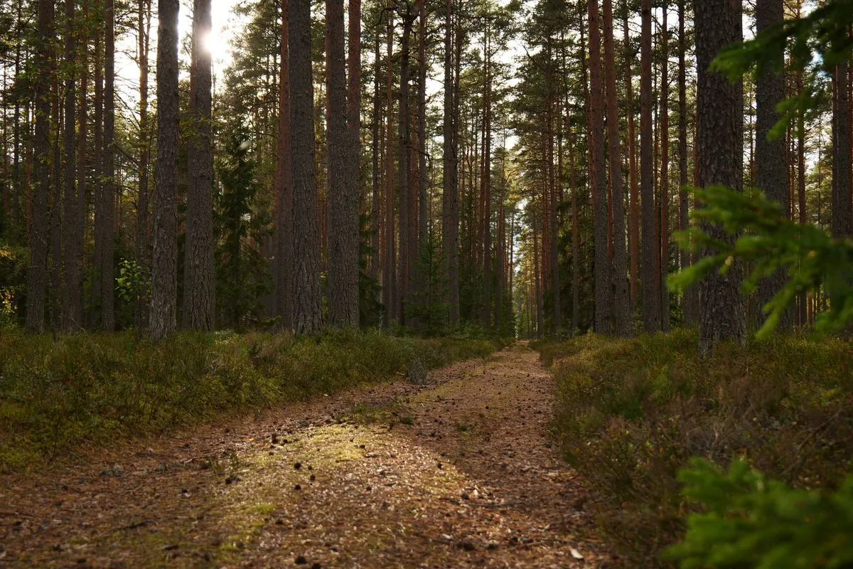 Forest Bathing for Beginners: How to Practise Shinrin-Yoku in the UK